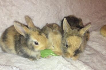 Cutest Baby rabbit ❤️❤️