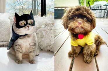 Baby Animals 🔵 Funny and Cute Baby Animals Videos Compilation (2020) Cats and Dogs Compilation #6