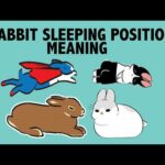 What Your Rabbit's Sleeping Position Reveals about their Personality!