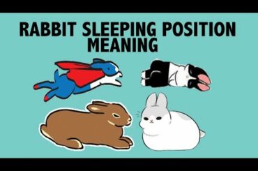 What Your Rabbit's Sleeping Position Reveals about their Personality!