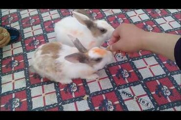 Rabbit eating special food 2020