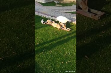 Cute rabbits resting on grass...