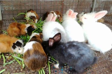 Cute Baby Rabbits Eating Vegetable - Funny Baby Bunny Rabbit Videos - Cute Rabbits 2020 - Rabbits