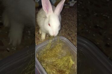 Baby rabbit slurping corn silk noodles 🤪