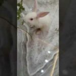 Bunny zomato eating coriander leaves😋