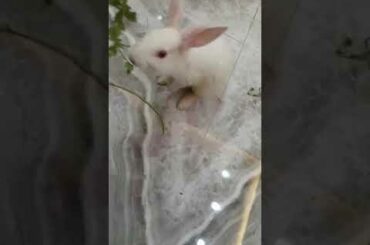 Bunny zomato eating coriander leaves😋