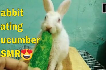 Rabbit Eating Cucumber ASMR || Cute Bunny Eating Cucumber | Rabbit Eating ASMR | Funny Rabbit | asmr