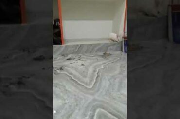 Baby rabbit hilarious jumps😱🤩😍