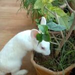 Cute Rabbit (Sunny)