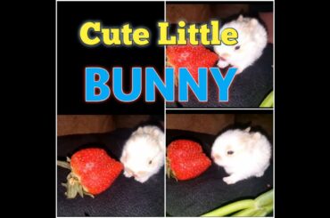 Cute Little Bunny, Baby rabbit eating strawberry. Most beautiful sight ever you seen, Must watch