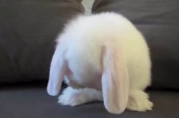 Cute Bunny washing its face/ July 5, 2019