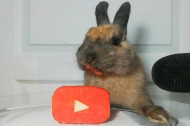 Rabbit Eating Youtube Watermelon ASMR Bunny
