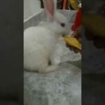 Bunny loves mangoes 🥭😋cant stop eating