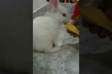 Bunny loves mangoes 🥭😋cant stop eating