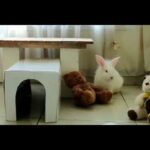 baby rabbit fall in love with teddy bear / bunny play with doll