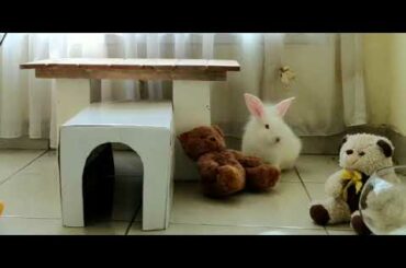 baby rabbit fall in love with teddy bear / bunny play with doll