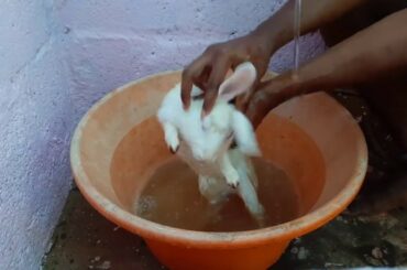 Cute bunny refusing to take a bath