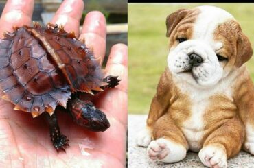 Baby Animals 🔵 Funny and Cute Baby Animals Videos Compilation (2020) Cats and Dogs Compilation #10