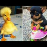 Baby Animals 🔵 Funny and Cute Baby Animals Videos Compilation (2020) Cats and Dogs Compilation #8