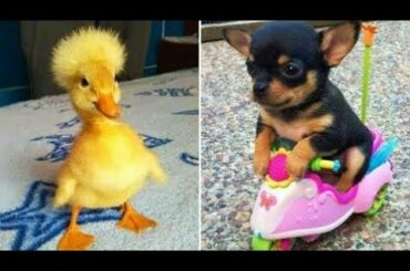 Baby Animals 🔵 Funny and Cute Baby Animals Videos Compilation (2020) Cats and Dogs Compilation #8
