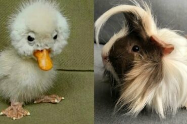 Baby Animals 🔵 Funny and Cute Baby Animals Videos Compilation (2020) Cats and Dogs Compilation #7