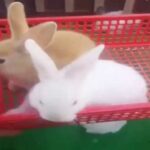 Cute Rabbit Animal Pet 👉 Cute Rabbit Videos Popular Video