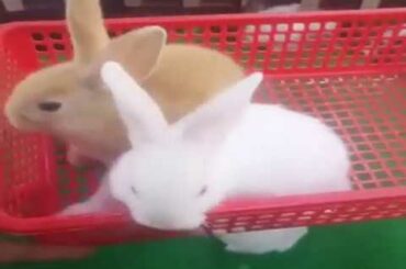 Cute Rabbit Animal Pet 👉 Cute Rabbit Videos Popular Video