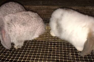 1Month Old Mini Lop Bunnies; So Cute and Energetic!