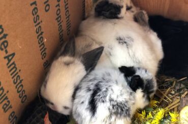 Baby Bunnies eating dandelions