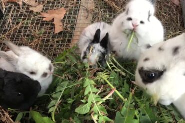 Baby Bunnies Eating with Mama