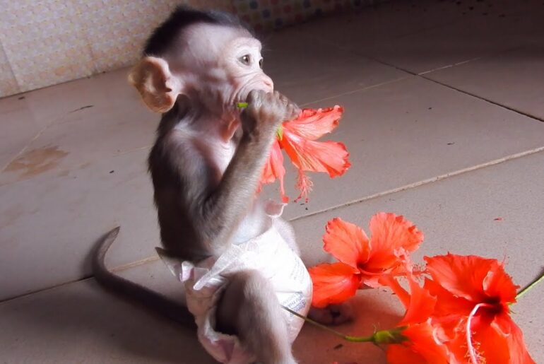 Cute Baby Monkey Boy | Coca Attack On Rabbits To Protect The Flower | Baby Monkey Coca Love Flower.