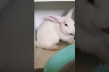 How cute (rabbit time)