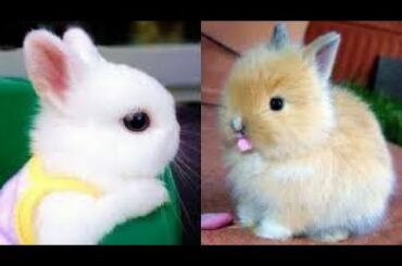 😍CUTE RABBIT 🐇 VIDEO COMPILATION | #3