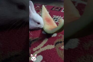 Funny and cute babies eating