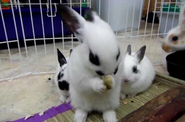Cute 5 Week Old Adorable Baby Bunny Cleaning Himself