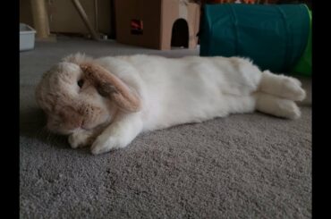 #cuterabbit#happybunny#cuterabbitvideioCute Rabbit /Happy bunny