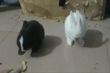 Little cute bunny playing,,,  So cute bunny