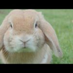 funny rabbit video and cut baby khargosh