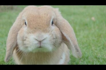 funny rabbit video and cut baby khargosh