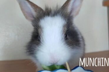 Rabbit eating!! SO CUTE