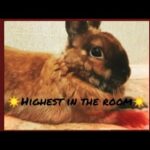 ☀️Cool clip of our cute rabbit ☀️