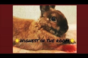 ☀️Cool clip of our cute rabbit ☀️