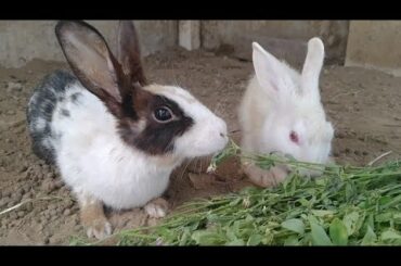 Immature Rabbits killed baby rabbits || Newborn baby bunnies Died Because of Mother Rabbit