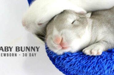 BABY BUNNY NEWBORN - 30 DAY | Perkembangan Anak Kelinci 0 - 30 Hari |