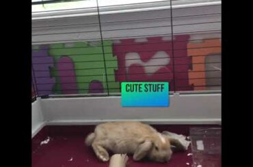 cute bunny holland lop video