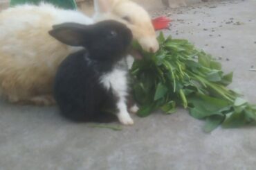 Mother and baby bunny eating spinach !🐇