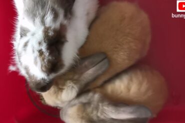 Baby bunnies eating with mummy