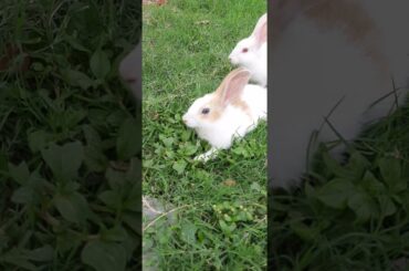 Rabbit Videos Cute Rabbits New