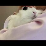 Bunny cuddling with owner