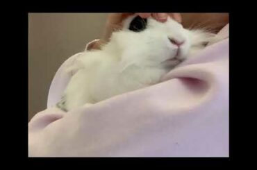 Bunny cuddling with owner